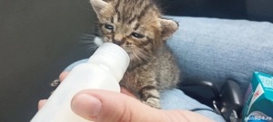 Adopții pisici  - imagine 2