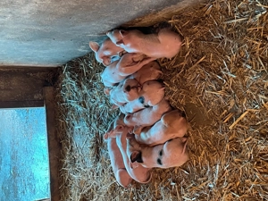 Vând purcei de șase saptamani