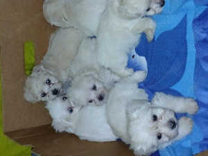 De vânzare Bichon Maltez 