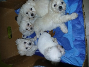 De vânzare Bichon Maltez  - imagine 3
