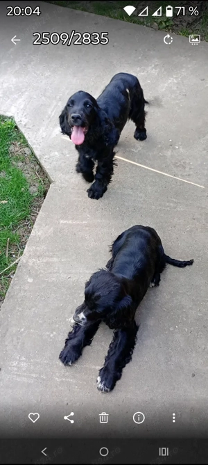 Vând cocker spaniel - imagine 3