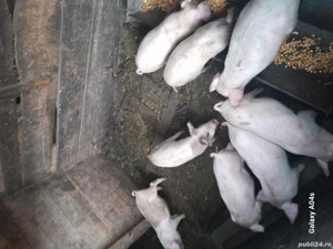 Vand purcei crescuti bio - imagine 2 Vand purcei crescuti bio - imagine 2