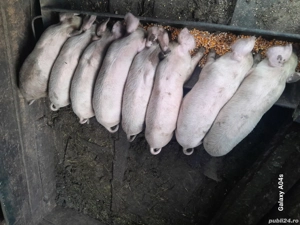 Vand purcei crescuti bio - imagine 3 Vand purcei crescuti bio - imagine 3