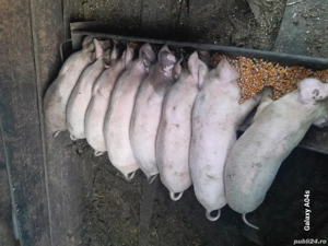 Vand purcei crescuti bio