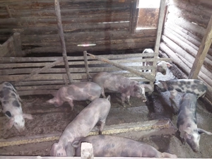 Vând 2 scroafe si 6 soldani