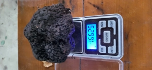 Caini pentru trufa  - imagine 2