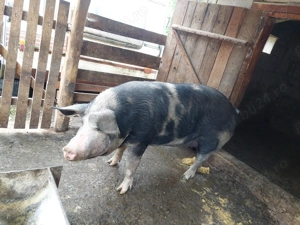 Vând 2 scroafe si 6 soldani - imagine 4 Vând 2 scroafe si 6 soldani - imagine 4