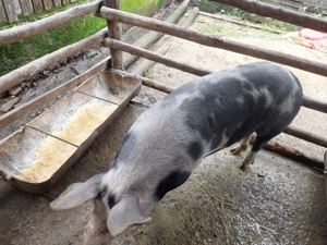 Vând 2 scroafe si 6 soldani - imagine 2 Vând 2 scroafe si 6 soldani - imagine 2