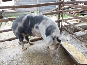 Vând 2 scroafe si 6 soldani - imagine 3 Vând 2 scroafe si 6 soldani - imagine 3