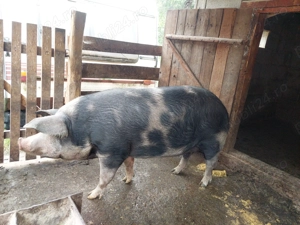 Vând 2 scroafe si 6 soldani - imagine 5 Vând 2 scroafe si 6 soldani - imagine 5