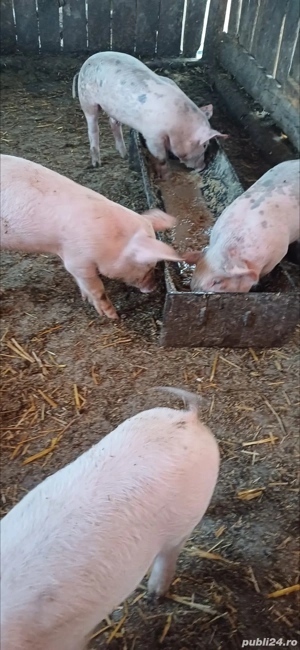 vand purcei  - imagine 3