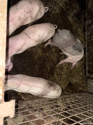 Vand purcei - imagine 4