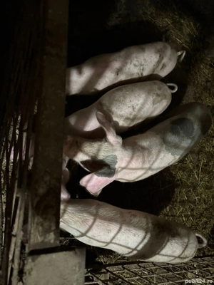 Vand purcei - imagine 2