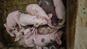 Vand purcei de 8 sau 10 sau 12 saptamani - imagine 4