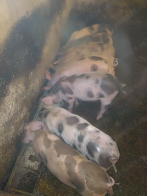 Vand purcei de 8 sau 10 sau 12 saptamani - imagine 2