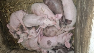 Vand purcei de 8 sau 10 sau 12 saptamani - imagine 5