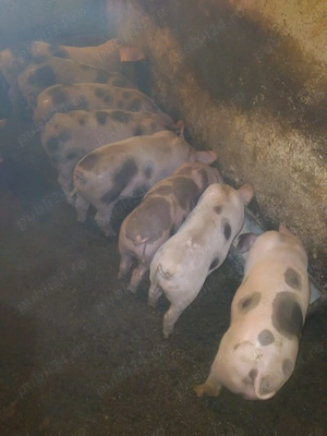 Vand purcei de 8 sau 10 sau 12 saptamani - imagine 3