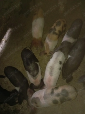 Vând porci de 8 săptămâni  - imagine 3