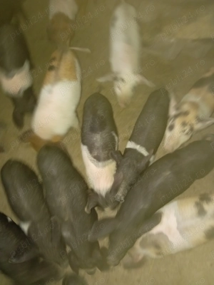 Vând porci de 8 săptămâni  - imagine 2