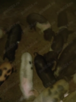 Vând porci de 8 săptămâni 