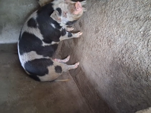 Vând porc în jur de 180kg