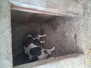 Vând porc în jur de 180kg - imagine 3