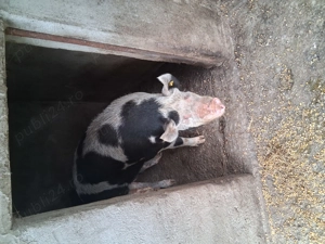 Vând porc în jur de 180kg - imagine 4