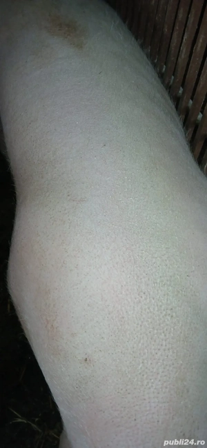 vand porci  - imagine 4 vand porci  - imagine 4