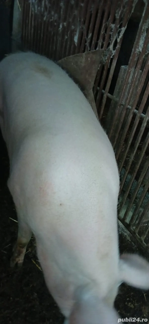 vand porci  - imagine 2 vand porci  - imagine 2