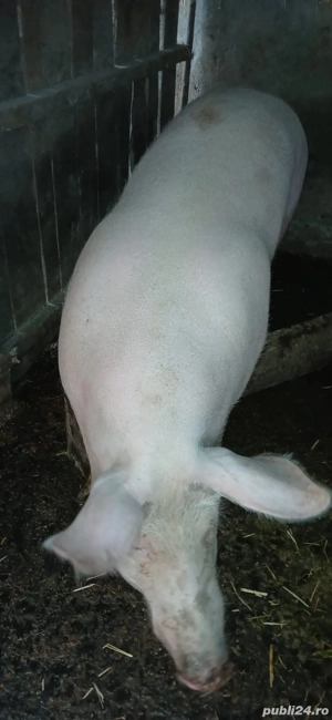 vand porci  - imagine 3 vand porci  - imagine 3