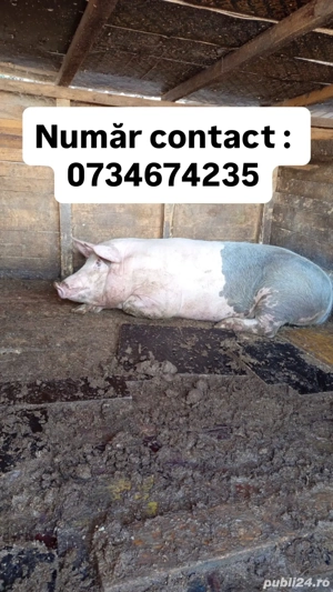 Vand 2 porci , porc si purcea