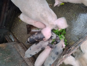 Purcei de vanzare - imagine 2