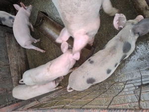 Purcei de vanzare - imagine 4