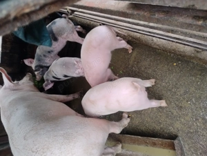 Purcei de vanzare - imagine 3