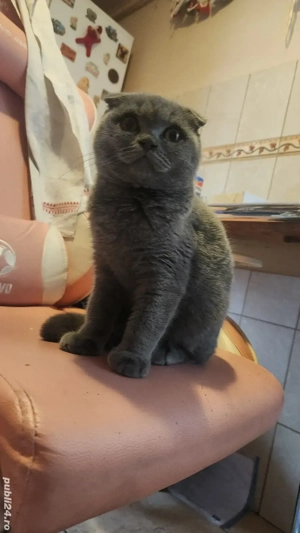 Scottish Fold  - imagine 2
