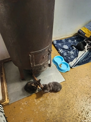 Donez iubitorilor animale - imagine 3