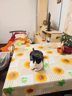 Donez iubitorilor animale