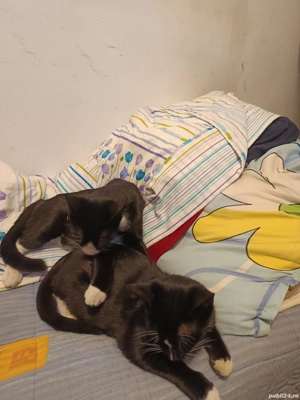 Donez iubitorilor animale - imagine 2