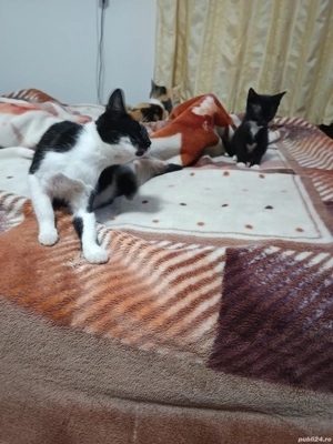 Donez iubitorilor animale - imagine 4