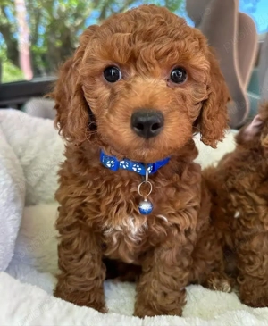 Ciobanesc Pudel mini toy