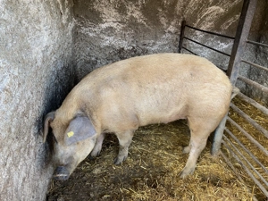 Vand porc rasa duroc  - imagine 3