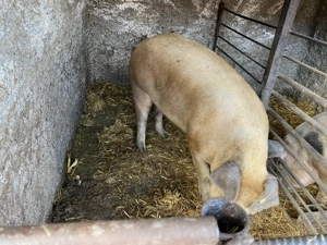 Vand porc rasa duroc  - imagine 5