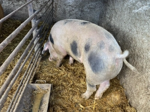 Vand porc rasa duroc  - imagine 2