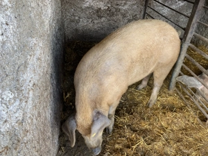 Vand porc rasa duroc  - imagine 4