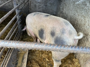 Vand porc rasa duroc 