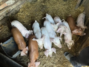 Vand purcei de rasa duroc varsta 9 saptamani