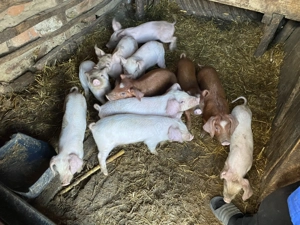 Vand purcei de rasa duroc varsta 9 saptamani - imagine 2