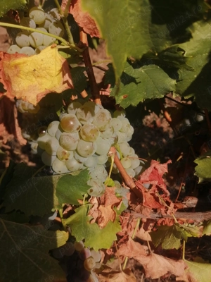 7400mp 1.6 eur Odobesti (VN) centru 3km - imagine 4