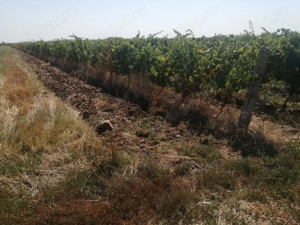 Vand 7400mp cat: vie-Riesling, Odobesti centru-3 km