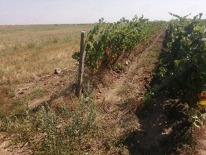 7400mp 1.6 eur Odobesti (VN) centru 3km - imagine 2